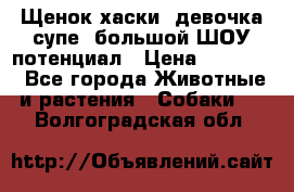 Щенок хаски, девочка супе, большой ШОУ потенциал › Цена ­ 50 000 - Все города Животные и растения » Собаки   . Волгоградская обл.